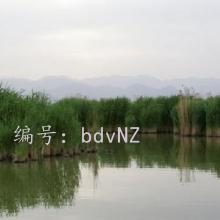 ĩ