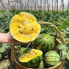 ɹ