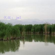 ĩ
