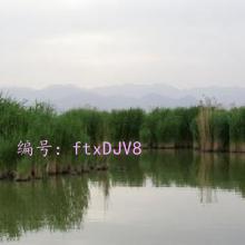 ĩ