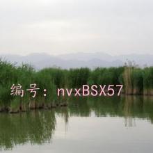 ˳
